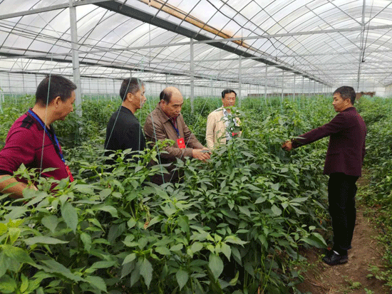 县政协开展“加快我县现代农业示范园建设,推动传统农业向设施农业转化”对口协商